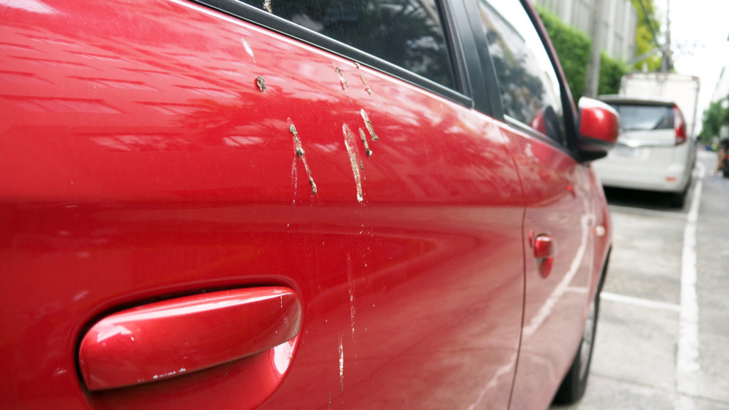 Easy Ways to Get Bird Poop Off Car Without Damages