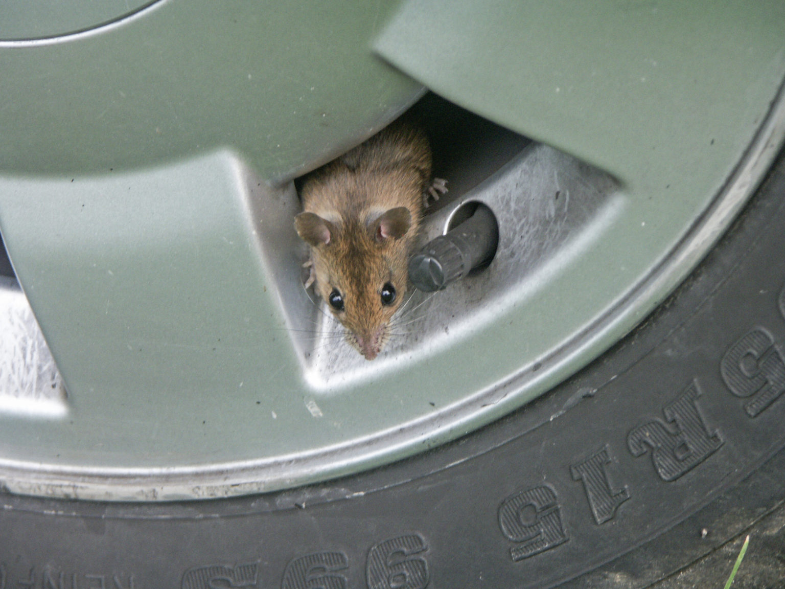 how-to-get-mouse-smell-out-of-car-vents-my-car-makes-noise