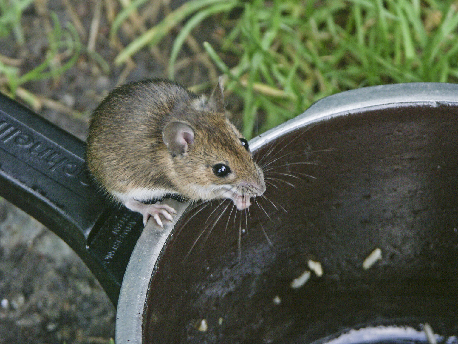 How To Get Mouse Smell Out of Car Vents? My Car Makes Noise